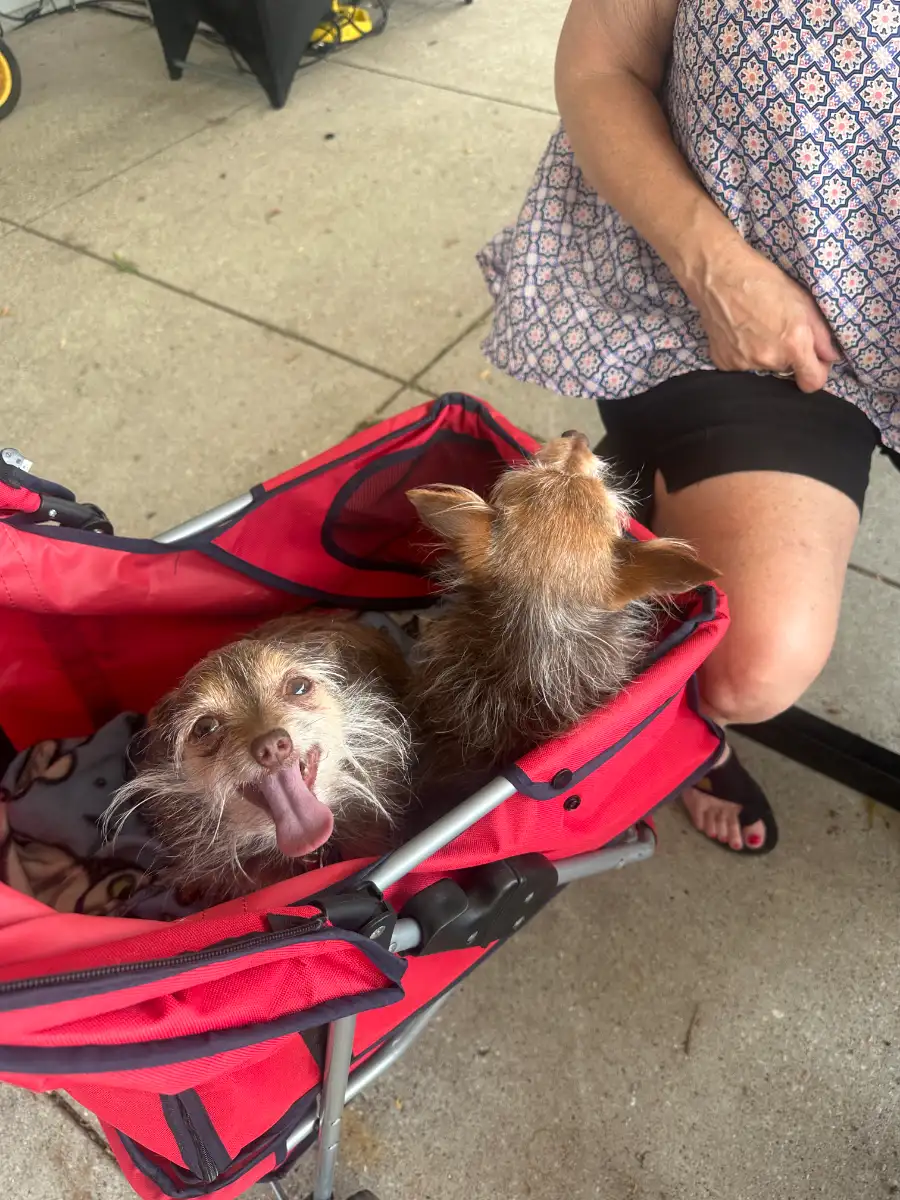 Two dogs along for the evening at Backyard Brew, where leashed pups are welcome